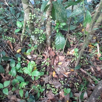 Ficus septica (septic fig) at Mossman Gorge, QLD - 6 Oct 2016 by JasonPStewart