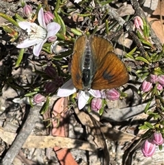 Unverified Insect at Lower Borough, NSW - 8 Oct 2025 by Safarigirl