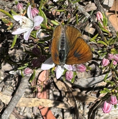 Unverified Insect at Lower Borough, NSW - 8 Oct 2025 by Safarigirl