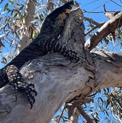 Varanus varius (Lace Monitor) at Lower Borough, NSW - 8 Oct 2025 by Safarigirl