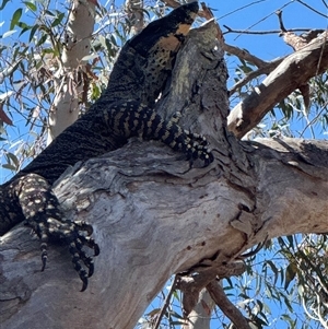 Varanus varius at Lower Borough, NSW - Yesterday by Safarigirl