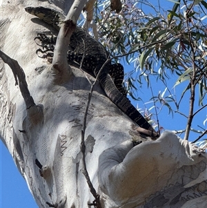 Varanus varius at Lower Borough, NSW - Yesterday by Safarigirl
