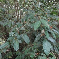 Ficus virgata at Mossman Gorge, QLD - 29 Sep 2016 by JasonPStewart