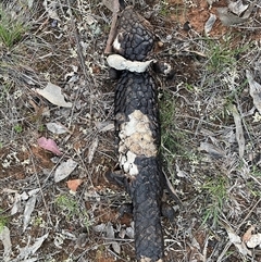 Vulpes vulpes at Watson, ACT - 8 Oct 2025 07:05 PM