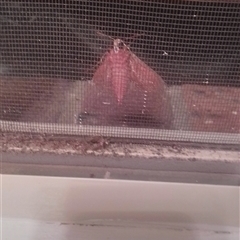 Hippotion scrofa (Coprosma Hawk Moth) at Berry, NSW - 6 Oct 2025 by Username279