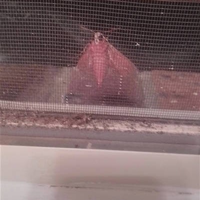 Hippotion scrofa (Coprosma Hawk Moth) at Berry, NSW - 6 Oct 2025 by Username279