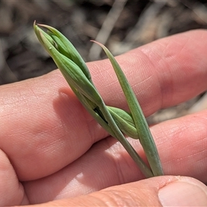 Unverified Orchid at Bruce, ACT - Yesterday by HelenCross