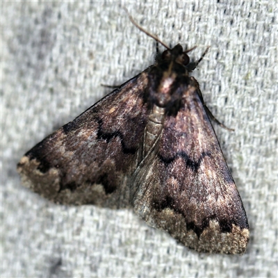 Mormoscopa phricozona (An Erebid Moth (Herminiinae) at O'Connor, ACT - 19 Dec 2020 by ibaird