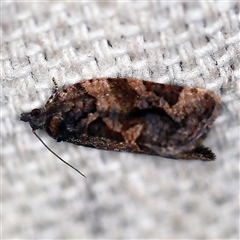 Epitymbia alaudana (Epitymbia alaudana) at O'Connor, ACT - 19 Dec 2020 by ibaird