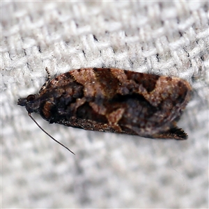 Epitymbia alaudana (Epitymbia alaudana) at O'Connor, ACT - 19 Dec 2020 by ibaird