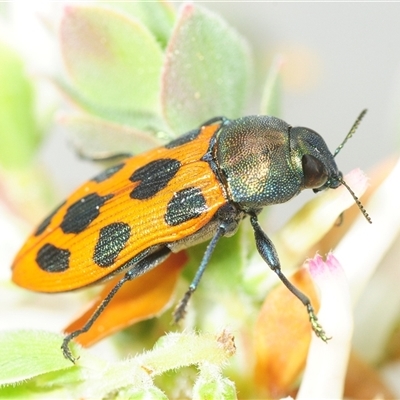 Castiarina octomaculata (A jewel beetle) at O'Connor, ACT - Yesterday by Harrisi
