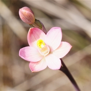 Caladenia alpina by Harrisi