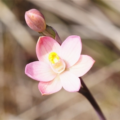 Thelymitra carnea at  - suppressed by Harrisi