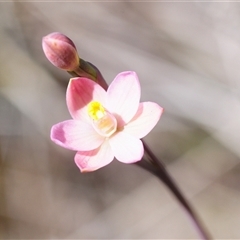 Thelymitra carnea at O'Connor, ACT - suppressed