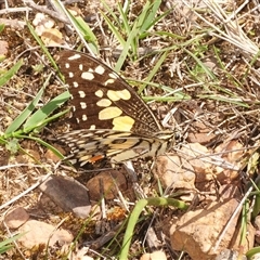Papilio demoleus (Chequered Swallowtail) at O'Connor, ACT - 8 Oct 2025 by Harrisi