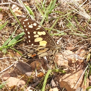 Papilio anactus at O'Connor, ACT - Yesterday by Harrisi