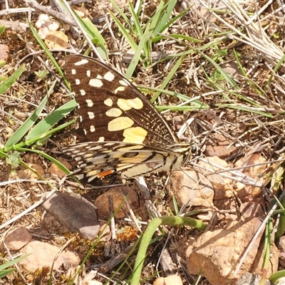 Papilio demoleus (Chequered Swallowtail) at O'Connor, ACT - 8 Oct 2025 by Harrisi
