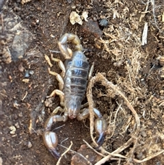 Urodacus manicatus (Black Rock Scorpion) by SustainableSeg