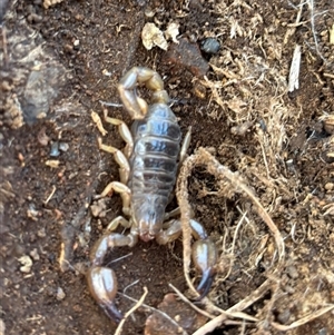 Urodacus manicatus by SustainableSeg