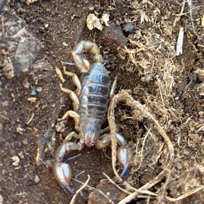 Urodacus manicatus (Black Rock Scorpion) at  - suppressed by SustainableSeg