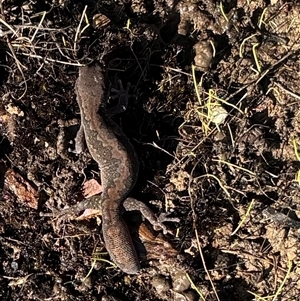 Christinus marmoratus by SustainableSeg