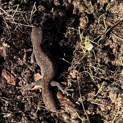 Diplodactylus vittatus (Eastern Stone Gecko) at  - suppressed by SustainableSeg