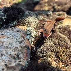Diplodactylus vittatus at Woolgarlo, NSW - suppressed