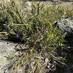 Stypandra glauca (Nodding Blue Lily) at Woolgarlo, NSW - 8 Sep 2025 by SustainableSeg