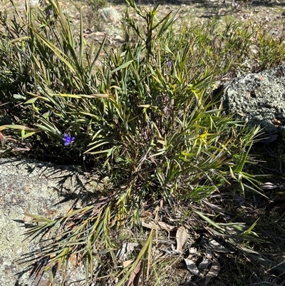 Stypandra glauca (Nodding Blue Lily) at Woolgarlo, NSW - 8 Sep 2025 by SustainableSeg