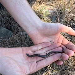 Hemiergis talbingoensis talbingoensis (Eastern Three-toed Earless Skink) by SustainableSeg