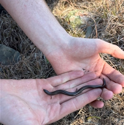 Hemiergis talbingoensis talbingoensis (Eastern Three-toed Earless Skink) at  - suppressed by SustainableSeg