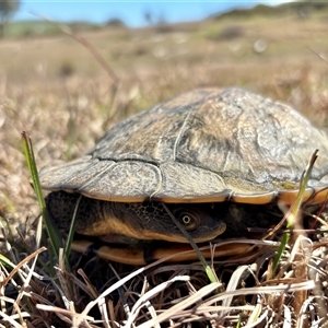 Chelodina longicollis by SustainableSeg