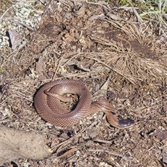 Parasuta dwyeri (Dwyer's Black-headed Snake) by SustainableSeg