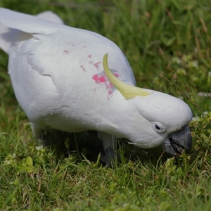 Cacatua galerita at Strathnairn, ACT - Yesterday by TimL