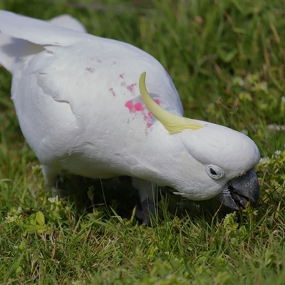 Cacatua galerita (Sulphur-crested Cockatoo) at Strathnairn, ACT - 8 Oct 2025 by TimL
