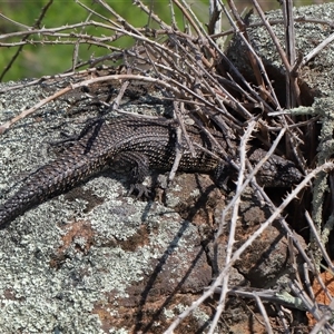 Egernia cunninghami at Macnamara, ACT - Yesterday by TimL