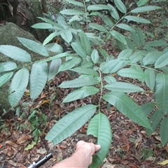 Ficus virgata at Mossman Gorge, QLD - 13 Jul 2016 by JasonPStewart