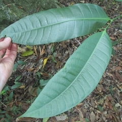 Ficus virgata at Mossman Gorge, QLD - 13 Jul 2016 04:08 PM