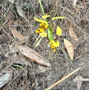Diuris sulphurea at Bucketty, NSW - Today by MartinPredavec