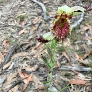 Calochilus paludosus at Laguna, NSW - Today by MartinPredavec