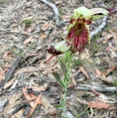 Calochilus paludosus (Strap Beard Orchid) at Laguna, NSW - 9 Oct 2025 by MartinPredavec