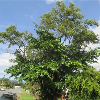 Ficus virgata at Mossman, QLD - 8 Aug 2016 by JasonPStewart