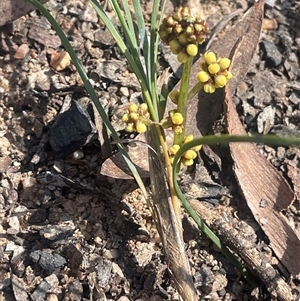 Lomandra glauca (Pale Mat-rush) at Lower Borough, NSW - Yesterday by JaneR