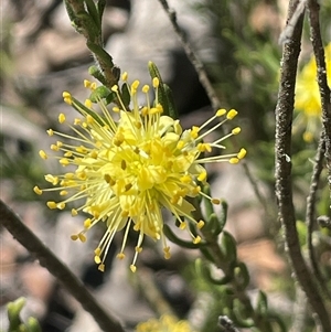 Leionema diosmeum at Lower Borough, NSW - Yesterday by JaneR