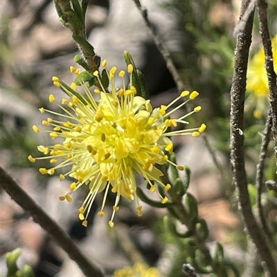 Leionema diosmeum at Lower Borough, NSW - 8 Oct 2025 by JaneR