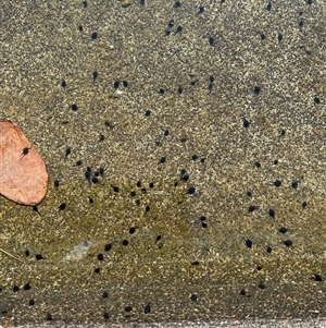 Uperoleia laevigata at Saint Lucia, QLD - Today by DAdeGroot