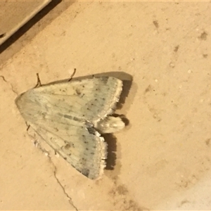 Unverified Moth (Lepidoptera) at Crowther, NSW - 4 Oct 2025 by Frecko