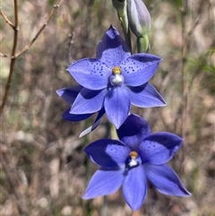 Thelymitra ixioides (Dotted Sun Orchid) at Lower Borough, NSW - 8 Oct 2025 by JaneR