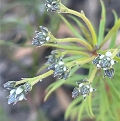 Conospermum taxifolium at Lower Borough, NSW - 8 Oct 2025 by JaneR