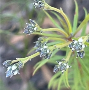 Conospermum taxifolium at Lower Borough, NSW - Yesterday by JaneR